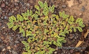 Pata (Aizoon Canariensis) - GUÍA DE FUERTEVENTURA