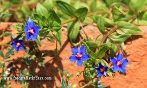El Moralillo - GUÍA DE FUERTEVENTURA