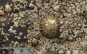 Las lapas en Fuerteventura - GUÍA DE FUERTEVENTURA