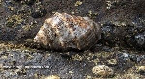 La Púrpura o cañailla - GUÍA DE FUERTEVENTURA