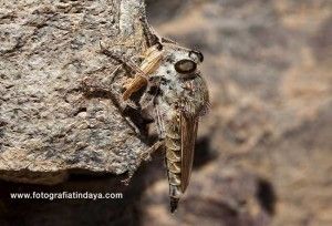 La mosca asesina - GUÍA DE FUERTEVENTURA