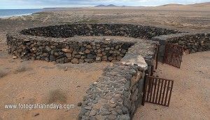 Gambuesa de Jarugo - GUÍA DE FUERTEVENTURA