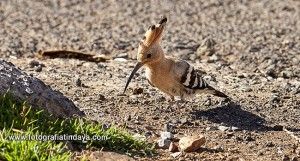 Abubilla «tabobo» - GUÍA DE FUERTEVENTURA