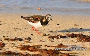 Vuelvepiedras común - GUÍA DE FUERTEVENTURA