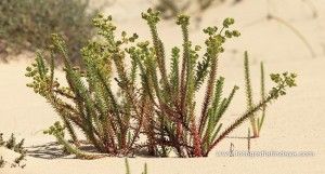 La tabaibilla marina - GUÍA DE FUERTEVENTURA