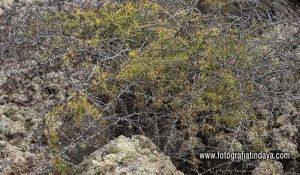 Esparraguera Majorera - GUÍA DE FUERTEVENTURA