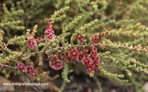 Mato (salsola vermiculata) - GUÍA DE FUERTEVENTURA