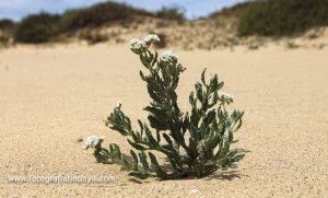 Hierba camellera - GUÍA DE FUERTEVENTURA