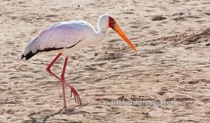 Tántalo africano o Cigüeña africana - GUÍA DE FUERTEVENTURA