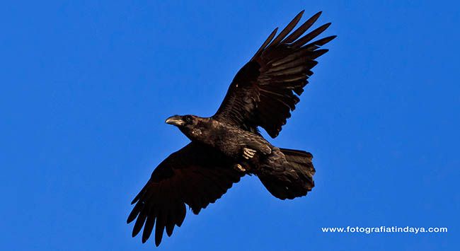 Cuervo de Canarias (Corvus corax canariensis)