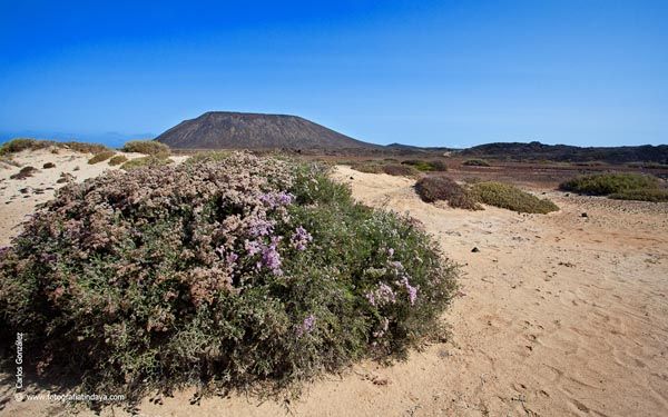 ISLOTE DE LOBOS