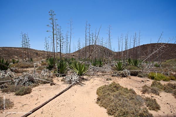 ISLOTE DE LOBOS