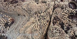 DACTYLOIDITES OTTOI – FÓSILES MARINOS DE FUERTEVENTURA - GUÍA DE FUERTEVENTURA