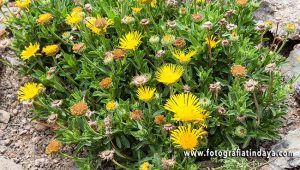 PULICARIA CANARIENSIS - GUÍA DE FUERTEVENTURA