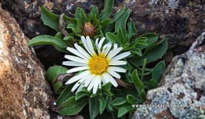 TOJIA BLANCA (Asteriscus schultzii) - GUÍA DE FUERTEVENTURA