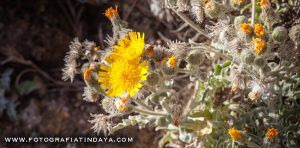 LA ESTORNUDERA (Andryala glandulosa) - GUÍA DE FUERTEVENTURA