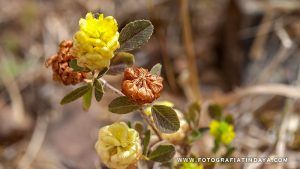 TRÉBOL CAMPESTRE (Trifolium campestre) - GUÍA DE FUERTEVENTURA
