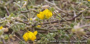 CORAZONCILLO DE LANZAROTE - GUÍA DE FUERTEVENTURA