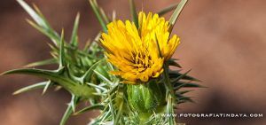 CARDO DE LECHE (SCOLYMUS MACULATUS) - GUÍA DE FUERTEVENTURA