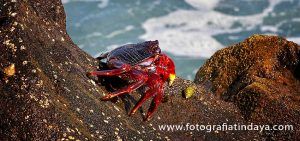 CANGREJO NEGRO O CANGREJO MORO - GUÍA DE FUERTEVENTURA