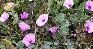 LA CORREHUELA (Convolvulus althaeoides) - GUÍA DE FUERTEVENTURA