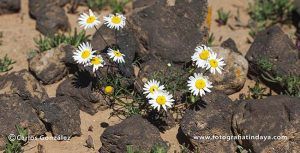 AARONSOHNIA - GUÍA DE FUERTEVENTURA