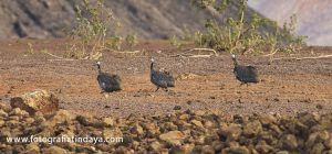 LA PINTADA COMÚN – GALLINA DE GUINEA - GUÍA DE FUERTEVENTURA