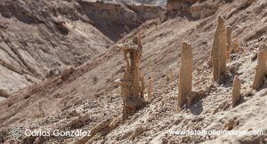 FÓSILES VEGETALES – FUERTEVENTURA - GUÍA DE FUERTEVENTURA