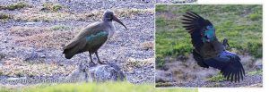IBIS HADADA - GUÍA DE FUERTEVENTURA