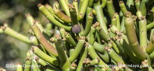ÁRBOL DE LOS DEDOS – EUPHORBIA TIRUCALLI - GUÍA DE FUERTEVENTURA