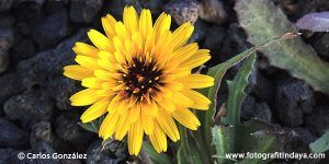 LECHUGUILLA AMARGA (REICHARDIA TINGITANA) - GUÍA DE FUERTEVENTURA
