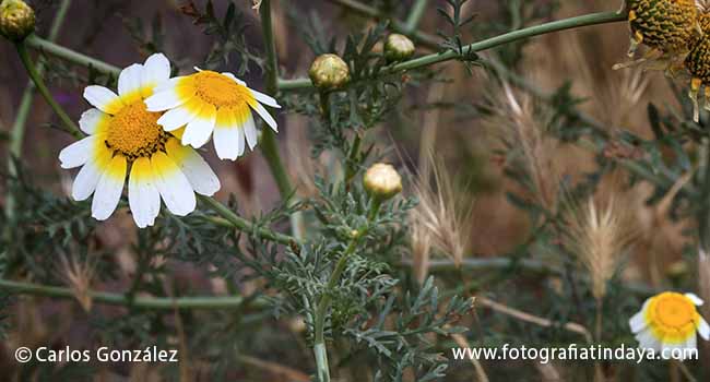 PAJITO COMÚN - (CHRYSANTHEMUM CORONARIUM)