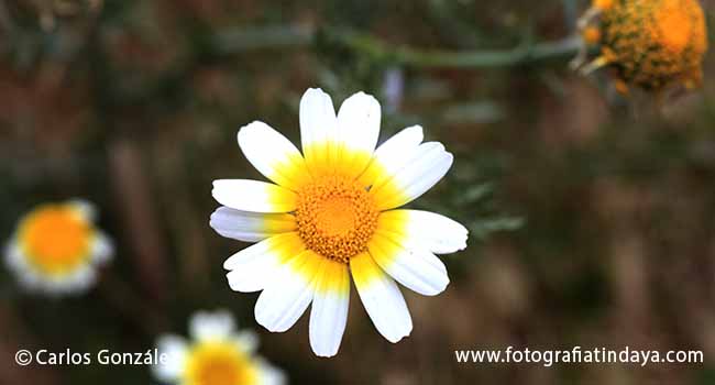 PAJITO COMÚN (CHRYSANTHEMUM CORONARIUM)
