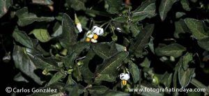 TOMATITO DEL DIABLO (SOLANUM NIGRUM) - GUÍA DE FUERTEVENTURA