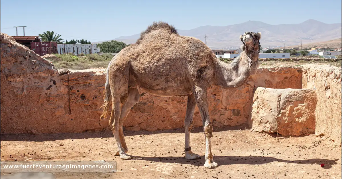El Camello Majorero