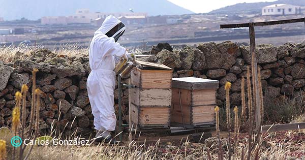 Bruno Gil - apicultor en Fuerteventura