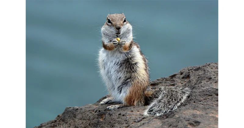 ardilla moruna en Fuerteventura