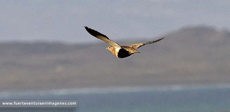Aves esteparias de Fuerteventura, la Ganga Ortega - GUÍA DE FUERTEVENTURA