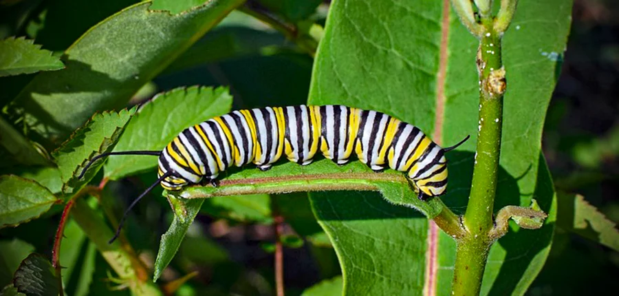 La mariposa monarca en Fuerteventura