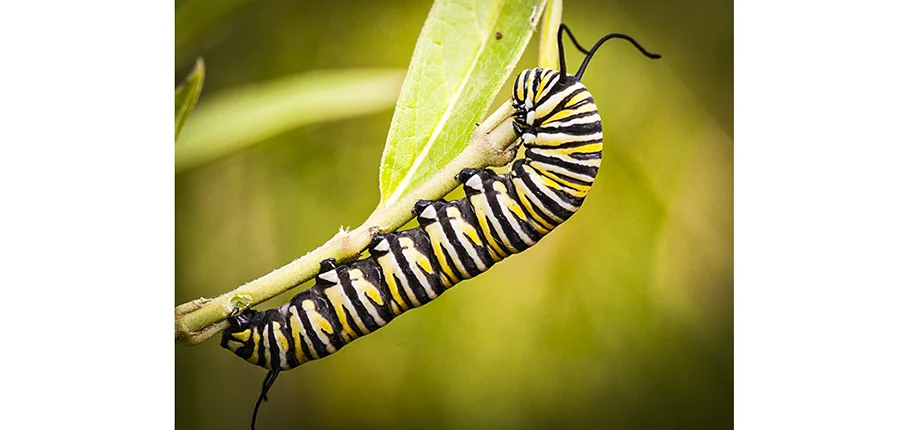 La mariposa monarca en Fuerteventura