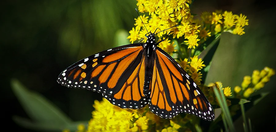 La mariposa monarca en Fuerteventura