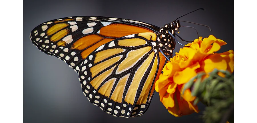 La mariposa monarca en Fuerteventura