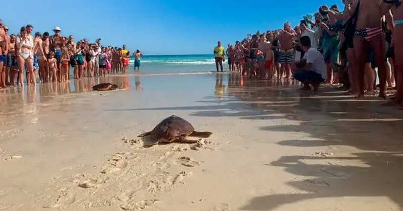 La tortuga boba (Caretta caretta) en Fuerteventura