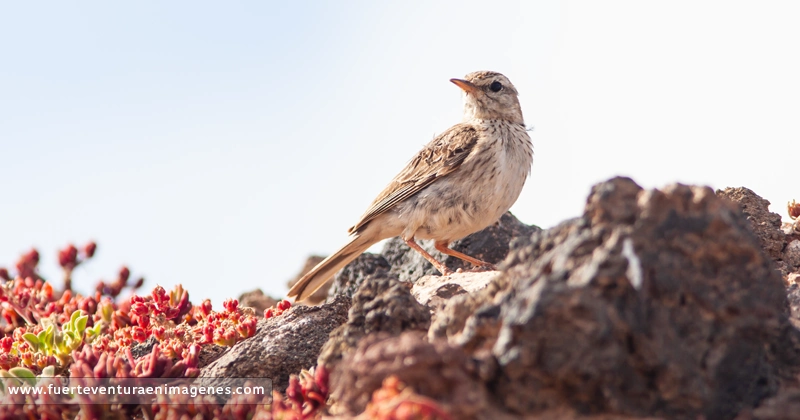 Bisbita caminero majorero - GUÍA DE FUERTEVENTURA