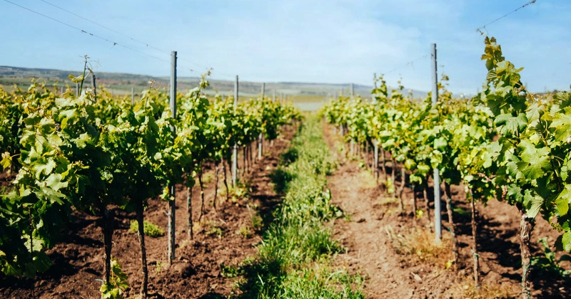 Historia de los vinos de Fuerteventura