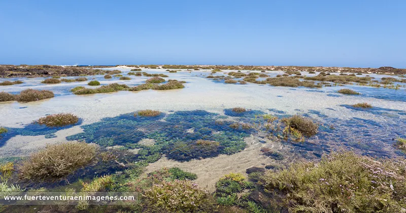 Saladar de la Isla de Lobos - GUÍA DE FUERTEVENTURA