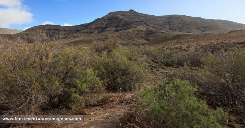 El Tarajal (Tamarix Canariensis). - GUÍA DE FUERTEVENTURA