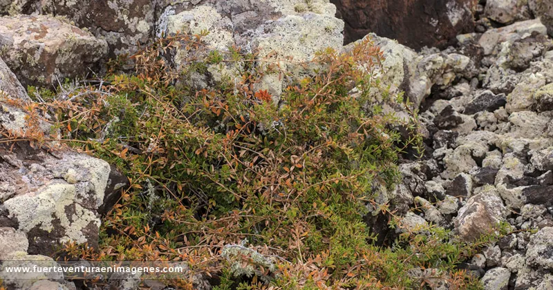 Tasaigo - Rubia fruticosa, en el Malpaís de La Arena