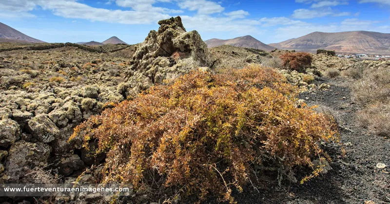 Tasaigo - Rubia fruticosa, en el Malpaís de La Arena