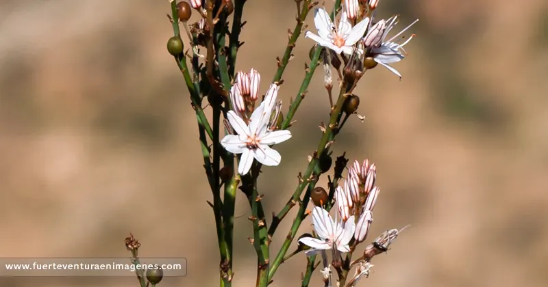 La Gamonilla (Asphodelus tenuifolius) en Fuerteventura - GUÍA DE FUERTEVENTURA